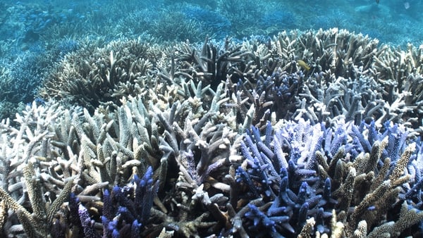 AUSTRALIA - OCTOBER 21: In this screengrab released on November 28, a general view of coral at the Great Barrier Reef on October 21, 2024 in Australia. British Paralympian swimmer Ellie Simmonds is a supporter of the Sheba Hope Grows movement which aims t