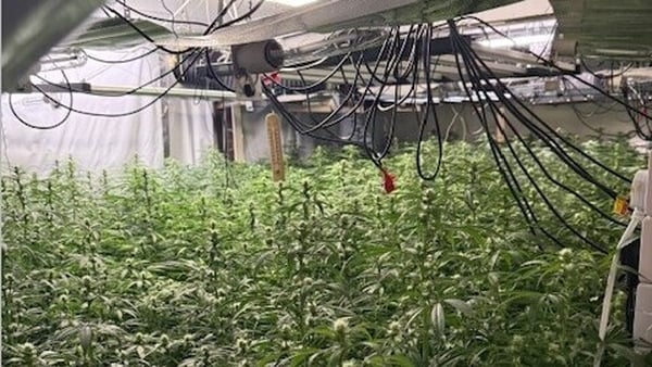 Cannabis pictured in a warehouse in Co Louth