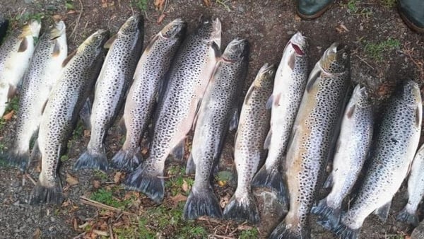 Dead fish laying on the bank of a lake in Co Cavan