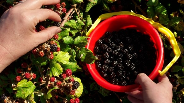 Hands picking blackberries from a bush and putting them in a red bucket