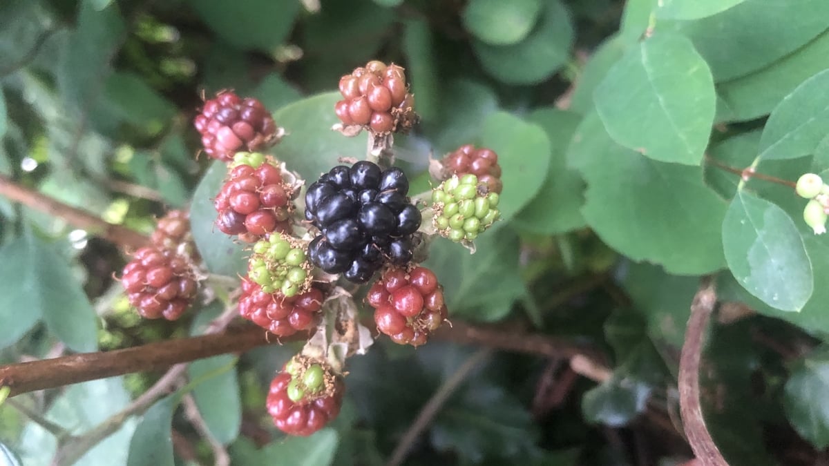 From Corporate Offices to Wild Hedgerows