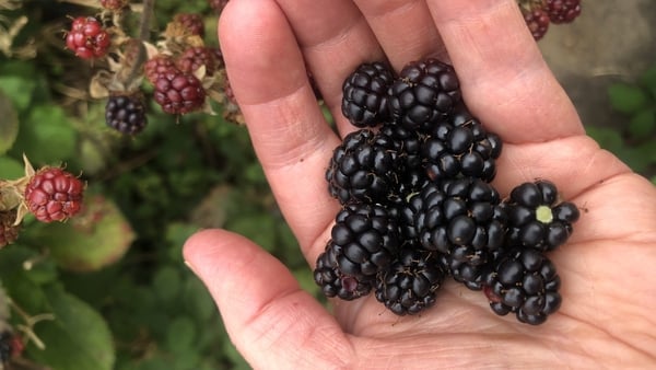 A woman's hand holding some blackberries
