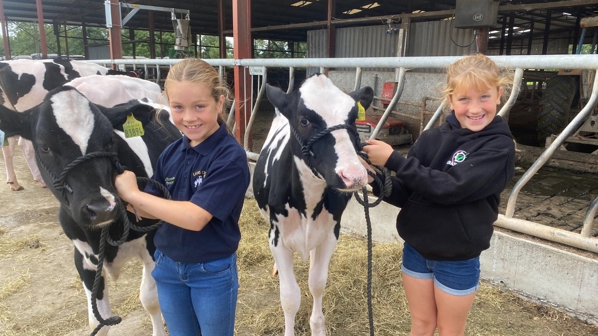 Young farmers explain how they prepare their calves for the Tullamore Show