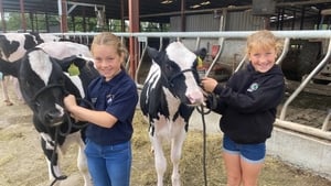 Young farmers explain how they prepare their calves for the Tullamore Show show image