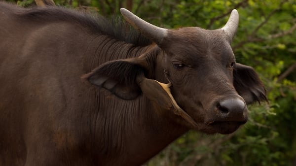 African buffalo are seen on December 26, 2024 in Grater Kruger, South Africa