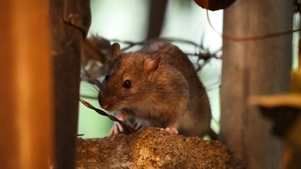 A rat is seen in a Harlem backstreet in Manhattan