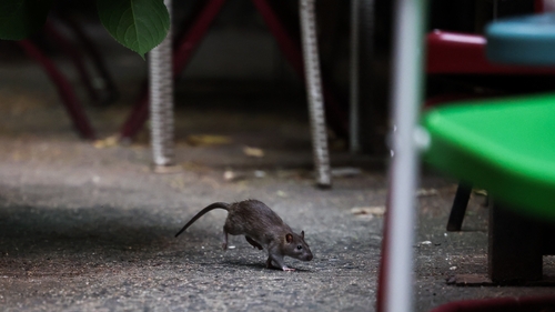 An arsenal of different tools is being test in Harlem to bring the rat population under control