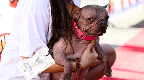 Petunia was crowned as the winner of the 2025 'World's Ugliest Dog' contest with her owner Shannon Nyman by her side
