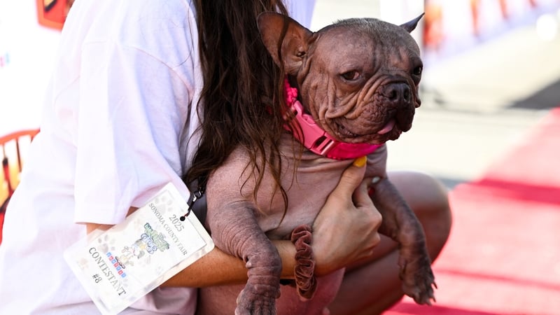 Petunia has won the 2025 'World's Ugliest Dog' competition in Santa Rosa, California