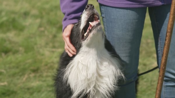 A sheepdog looks up as it is rubbed by its owner in a field