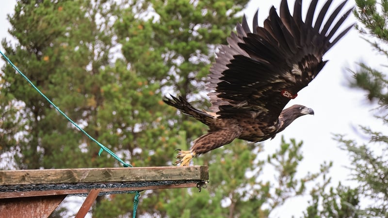 The eaglets were released in the first stage of a programme to re-introduce the large bird of prey and establish a population in Ireland