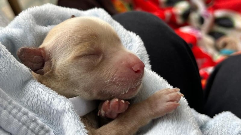 The puppies were found off the N59, between Bushypark and Woodstock in Galway