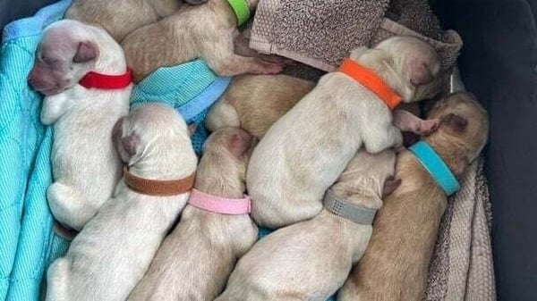 A view from above of newborn puppies rescued from the roadside in Co Galway