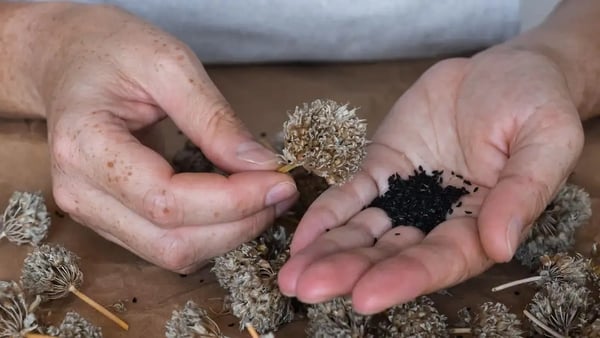 Hand holding seeds