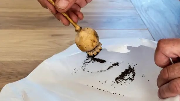 Collecting seeds onto a paper bag