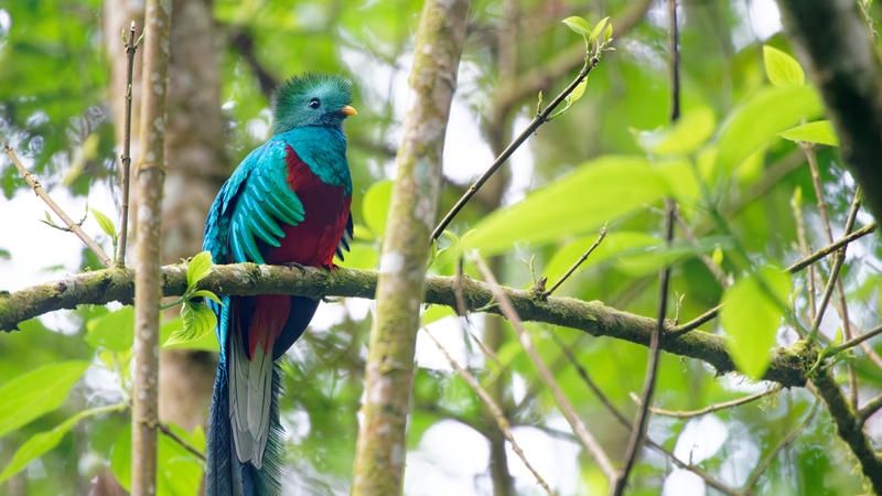 Intensifying temepratures caused a 25%-38% reduction in tropical bird populations between 1950 and 2020