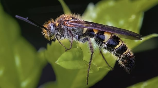 Closeup shot of a wasp