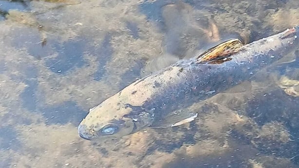 A brown trout fish, found in the River Blackwater at Mallow in Cork