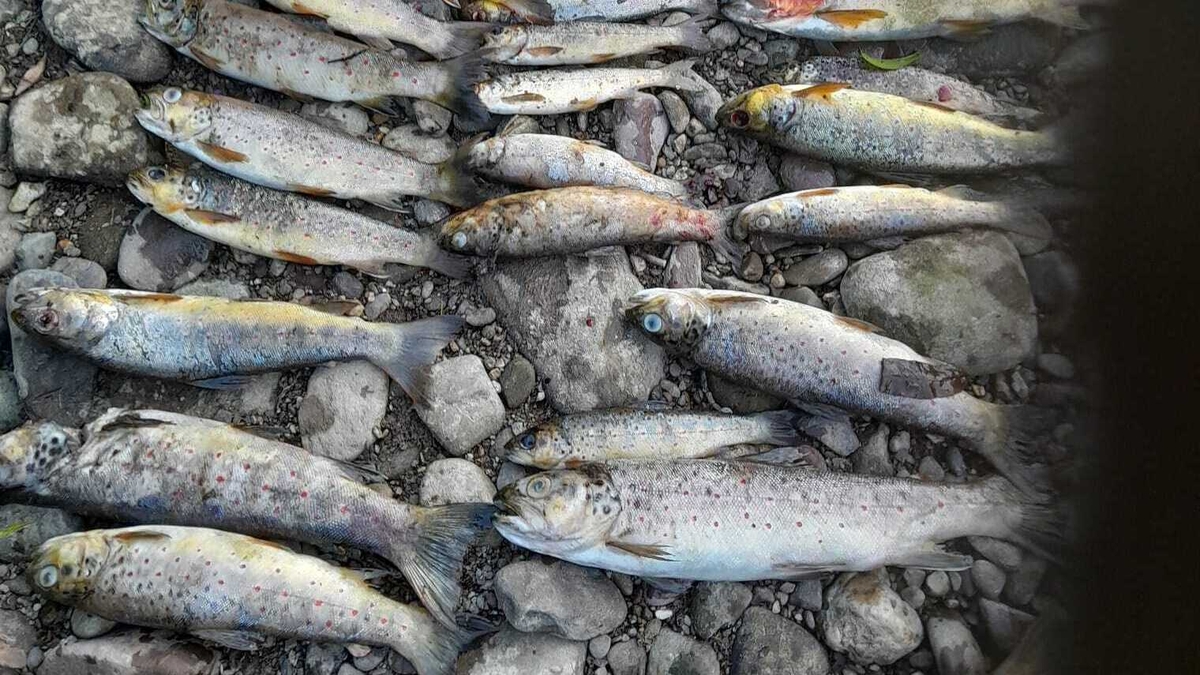 Over 1,000 brown trout killed in River Blackwater