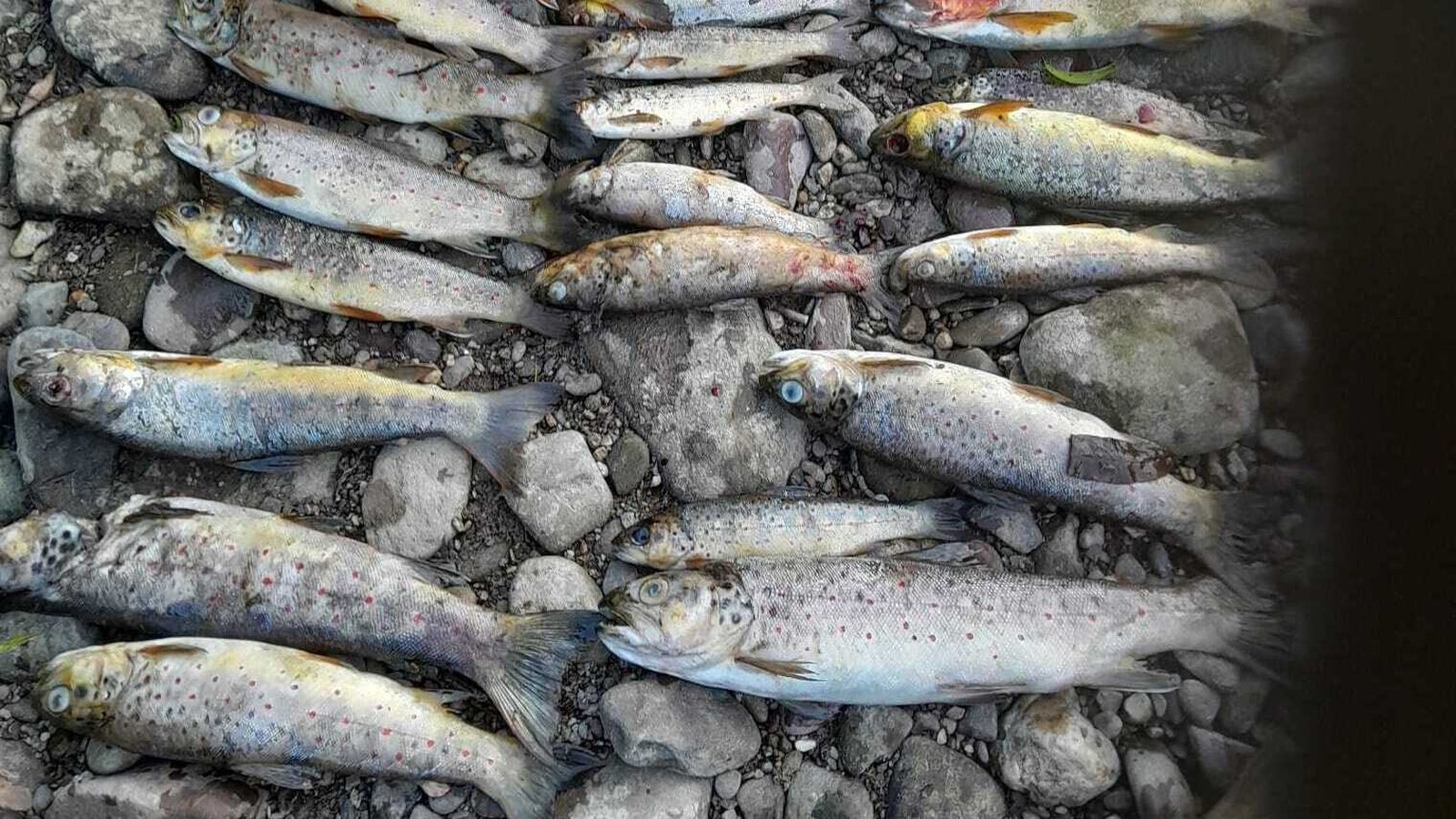 EU publishes report on lessons from Blackwater fish kill