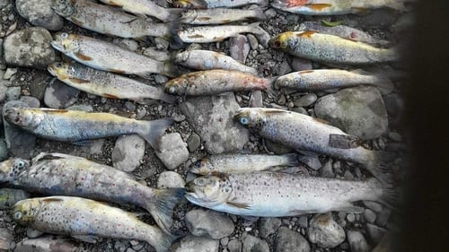 Inland Fisheries Ireland, Uisce Éireann, the EPA and Cork County Council have had staff on the river