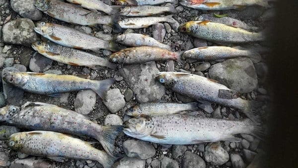 Dead brown trout fish, found in the River Blackwater at Mallow in Cork