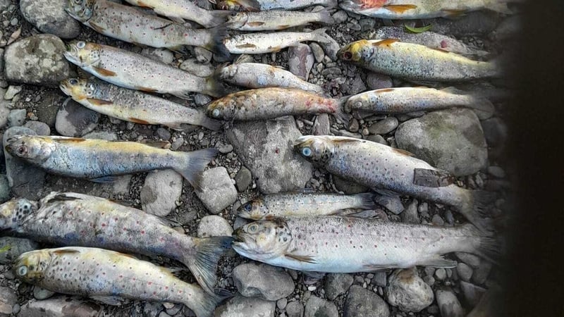 Dead brown trout from the River Blackwater