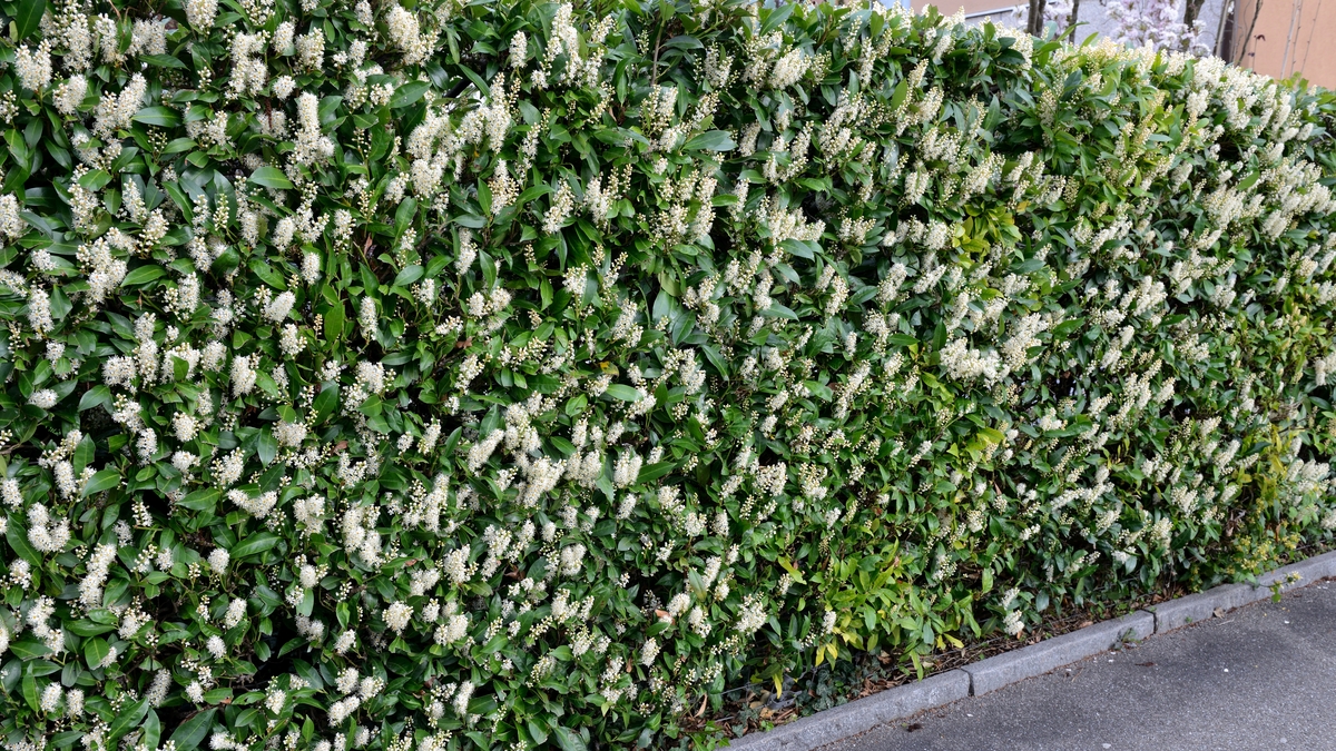 Why is the Cherry Laurel so damaging?