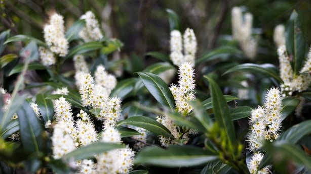 A close up photo of a cherry laurel bush 