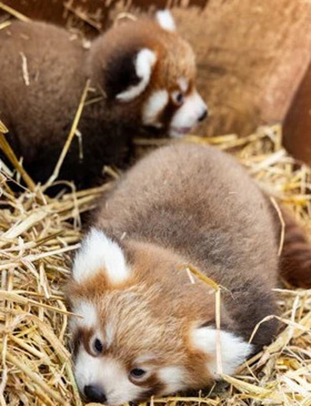 red panda cubs Fota Wildlife Park