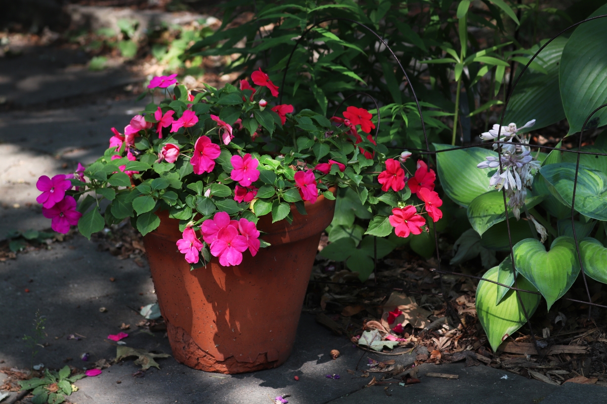 Late Summer Garden Glow-Up Advice