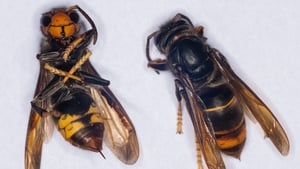 Breaking News: Public urged to look out for Asian Hornet show image