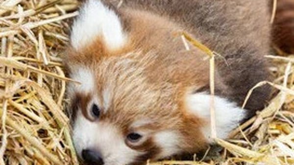 Fota Wildlife cubs
