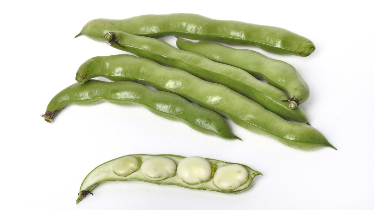 Ballybunion full of beans
