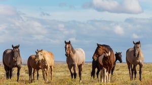 Daragh Ó Tuairisg, Ball de Chumann Lucht Chapaillíní Chonamara  show image