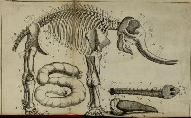 An anatomical account of the elephant accidentally burnt in Dublin, on Fryday, June 17, in the year by Mullen, Allen, -1690; Petty, William, Sir, 1623-1687; Boyle, Robert, 1627-1691; History of Medicine Collections (Duke University) NcD