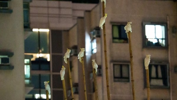 Several yellow-crested cockatoos perch on bamboo scaffolding