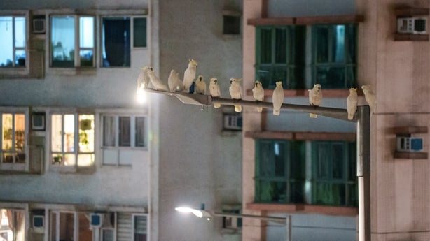 several yellow crested cockatoos sit on a light pole