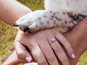 Dogs attending weddings