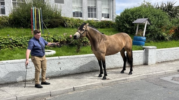 A Connemara pony is guided down the street in Clifden