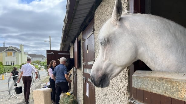 A Connemara pony in a stable
