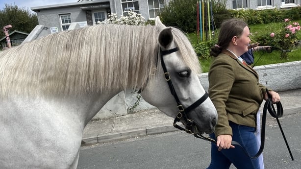 A Connemara pony is guided down the street in Clifden