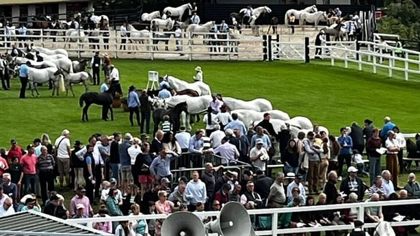 The competition ring is seen from above at the Connemara Pony Show