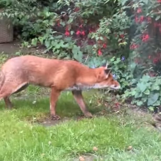 Screen capture of fox video from Terry Flanagan