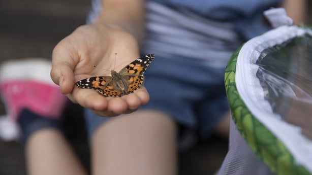 Close up of a butterfly on a child's hand