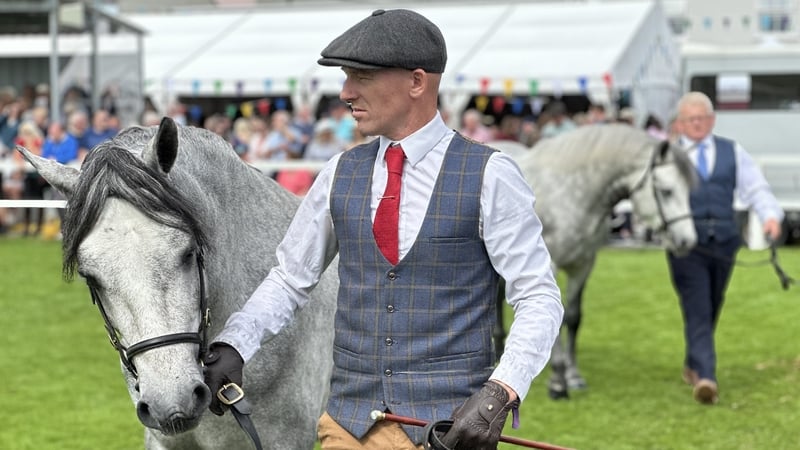 Beidh suas le 600 capaillín de mhianach 'Capaillíní Chonamara' san iomaíocht sa Seó ó seo go hAoine