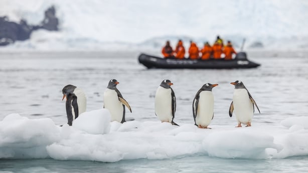 A group of gentoo penguins in Antarctica in the foreground with tourists in a boat in the background in Antarctica