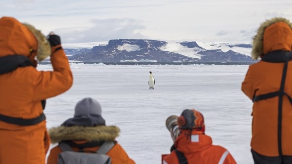 A group of tourists take photos of a penguin in Antarctica