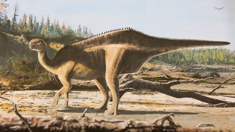 The dinosaur has been given the name Istiorachis macaruthurae with the first word meaning 'sail spine'