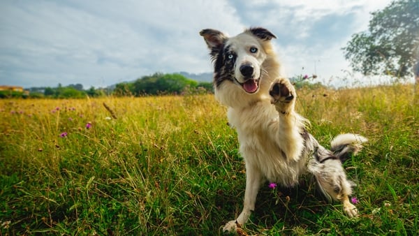 portrait in the field of dog breed border collie with blue eyes looking at the camera and giving the paw.